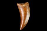 Serrated, Theropod Tooth - Real Dinosaur Tooth #159030-1